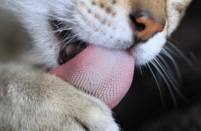 Секреты кошачьего языка (Видео)